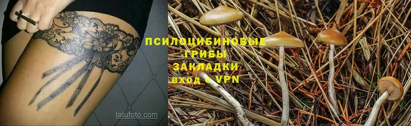 Псилоцибиновые грибы Psilocybine cubensis  hydra   Ессентукская 